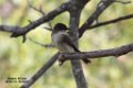 Eastern Phoebe